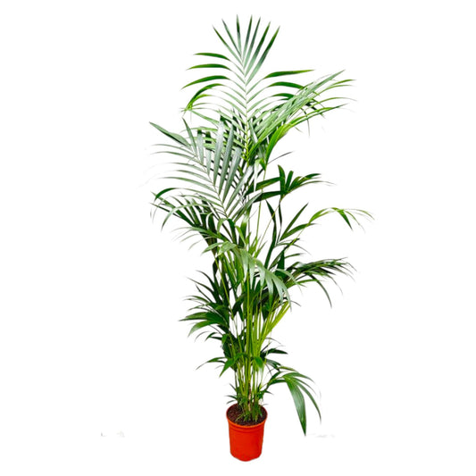 Kentia Palm - 200 cm - Forestbloom