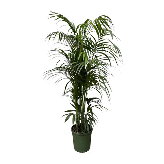 Kentia palm - 220 cm - Forestbloom