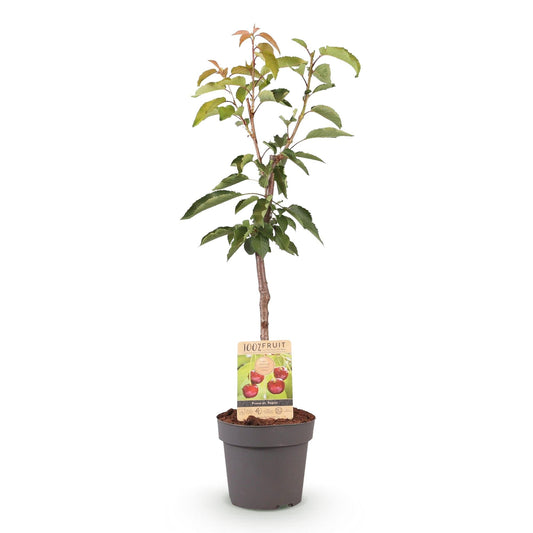 Kersenboom - Prunus avium Regina - Rode kers - Forestbloom