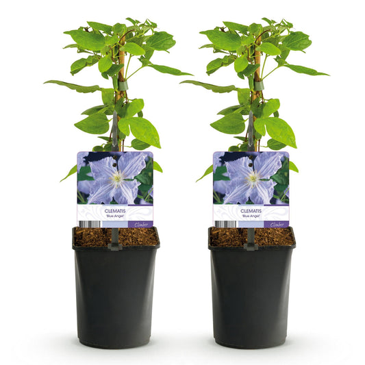 Klimplant - Clematis Blue Angel - 2 planten - Forestbloom