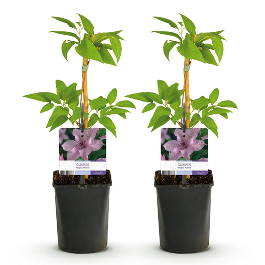 Klimplant - Clematis Hagley Hybrid - 2 planten - Forestbloom