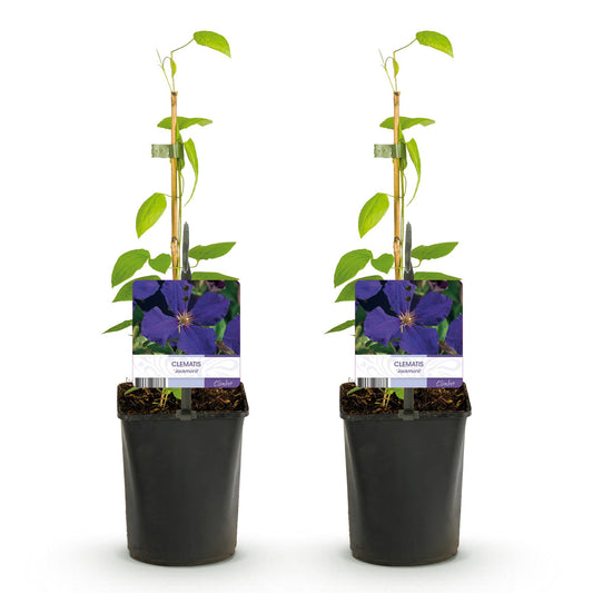 Klimplant - Clematis Jackmanii - 2 planten - Forestbloom