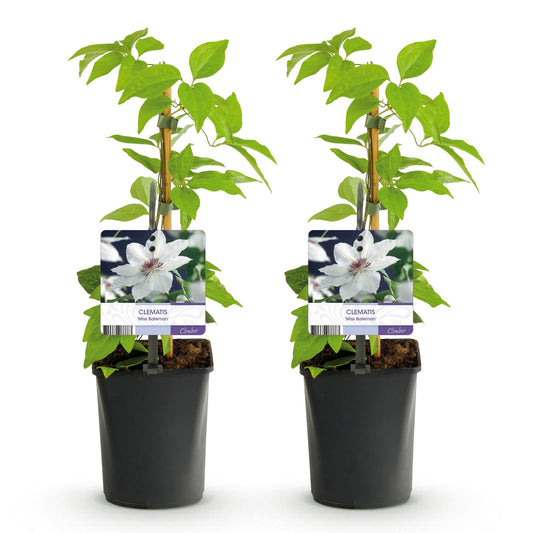 Klimplant - Clematis Miss bateman - 2 planten - Forestbloom