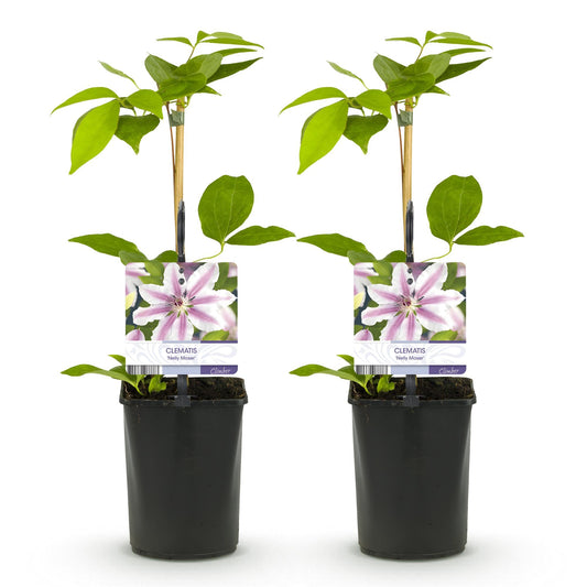 Klimplant - Clematis Nelly Moser - 2 planten - Forestbloom