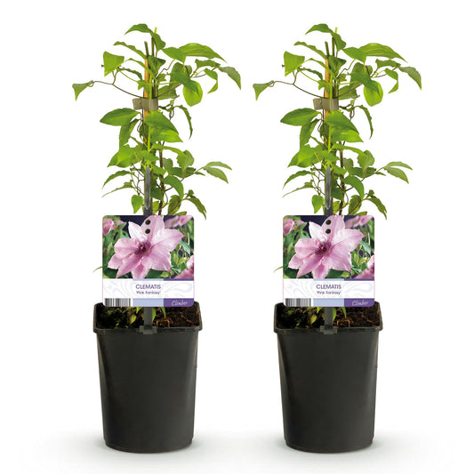 Klimplant - Clematis Pink Fantasy - 2 planten - Forestbloom