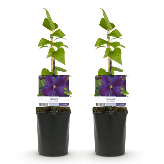 Klimplant - Clematis Star of India - 2 planten - Forestbloom