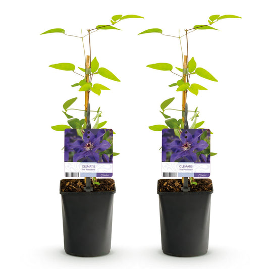 Klimplant - Clematis The President - 2 planten - Forestbloom