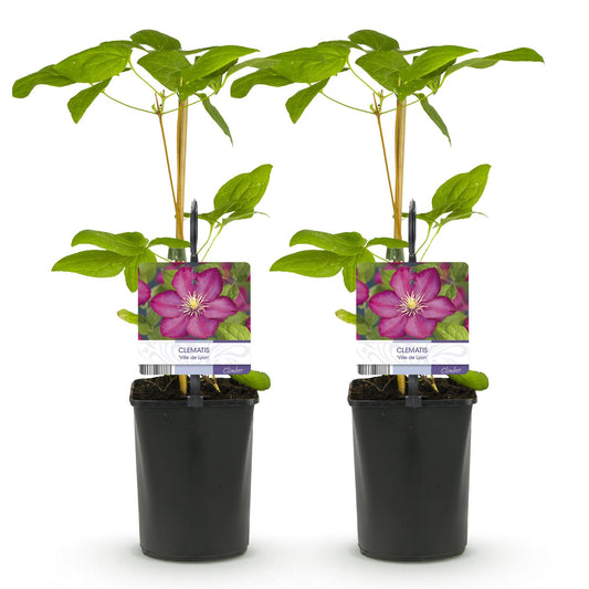 Klimplant - Clematis Ville de Lyon - 2 planten - Forestbloom