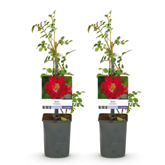 Klimroos - Rosa Red Queen - Weinig onderhoud - 2 planten - Forestbloom