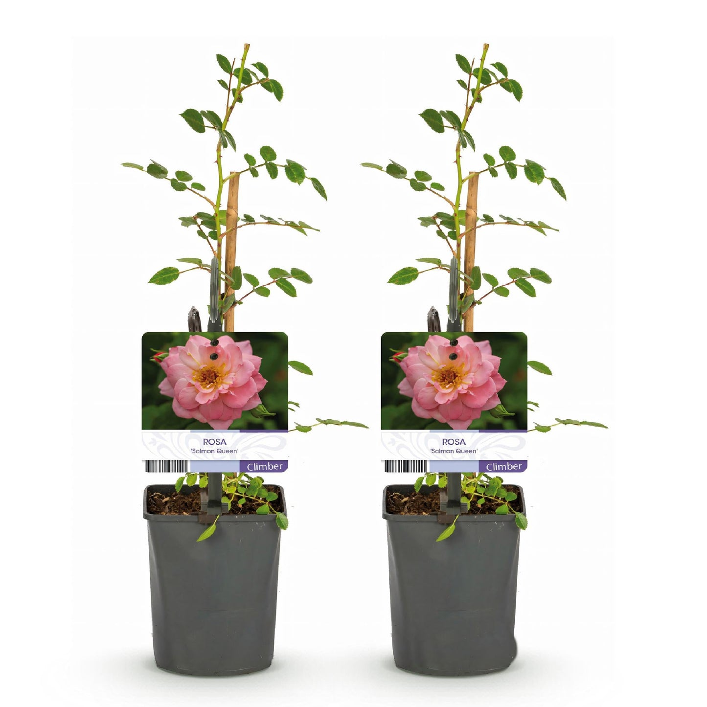 Klimroos - Rosa Salmon Queen - Weinig onderhoud - 2 planten - Forestbloom