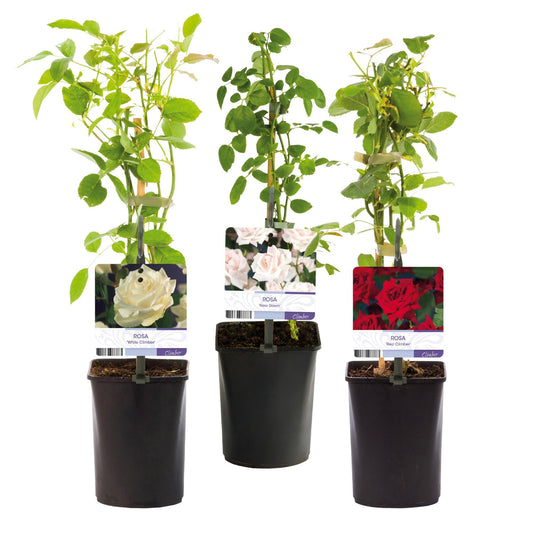 Klimroos - Rosa Tricolour - Weinig onderhoud - 3 planten - Forestbloom