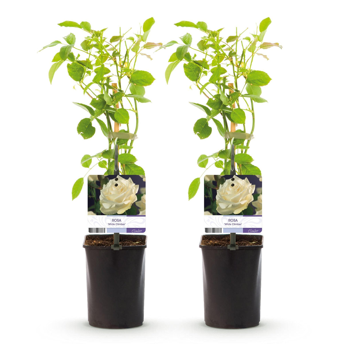 Klimroos - Rosa White Climber - Weinig onderhoud - 2 planten - Forestbloom
