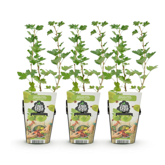 Kruisbes - Ribes uva-crispa Hinnonmaki Grun - Winterhard - 3 Planten - Forestbloom