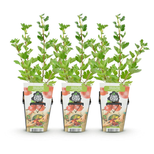 Kruisbes - Ribes uva-crispa Hinnonmaki Rod - Winterhard - 3 Planten - Forestbloom