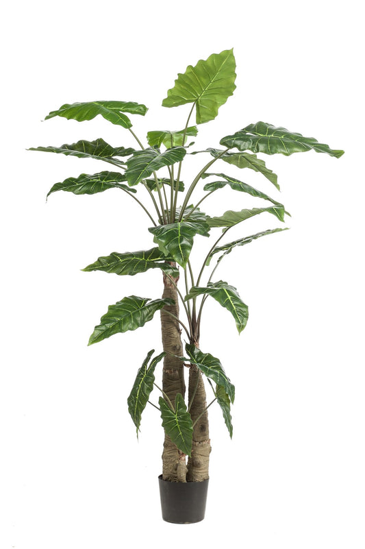 Kunstplant - Alocasia - Olifantsoor - 180 cm - Forestbloom