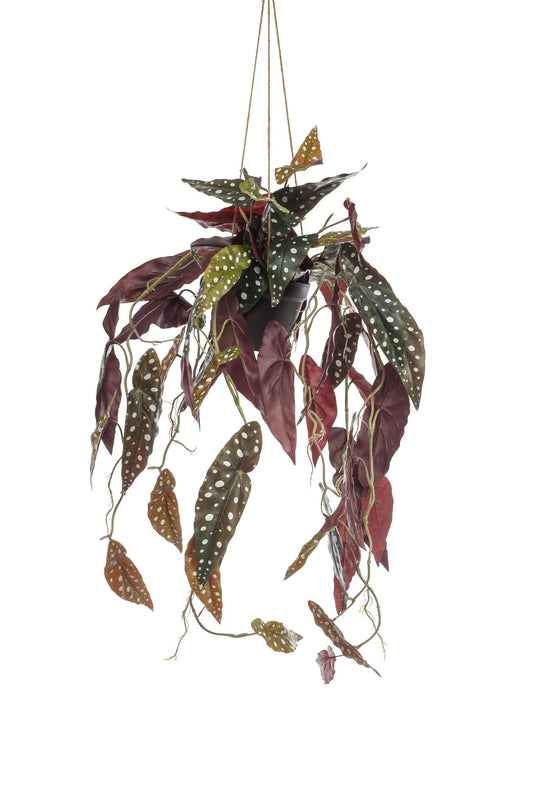 Kunstplant - Begonia Maculata - Stippenbegonia - 80 cm - Forestbloom
