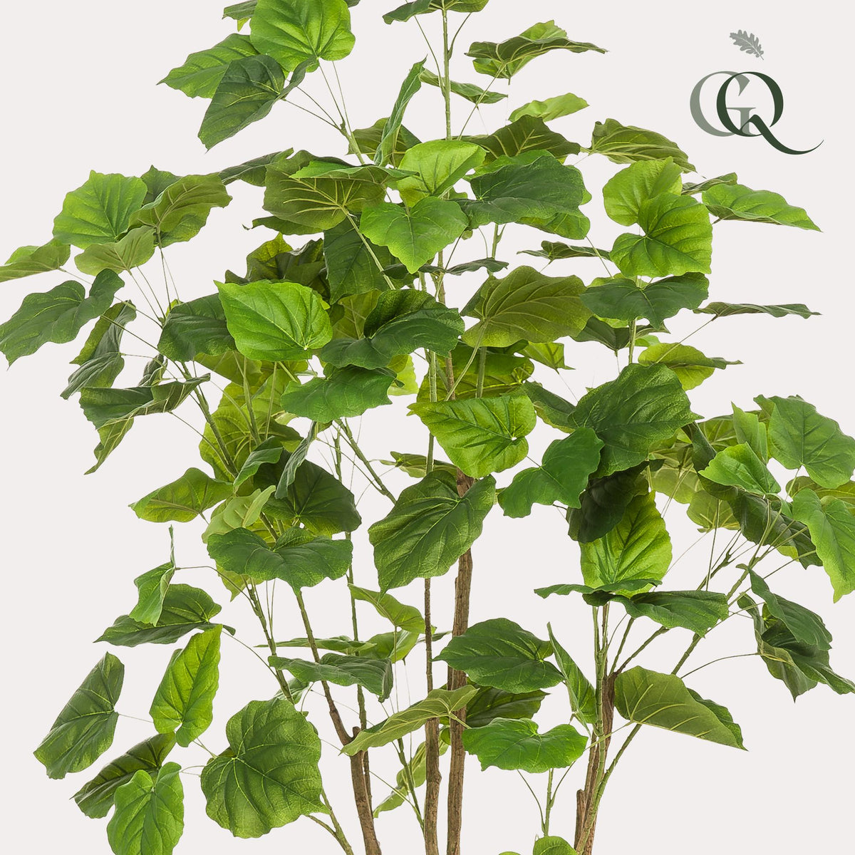 Kunstplant - Ficus umbellate - Afrikaanse vijg - 180 cm - Forestbloom