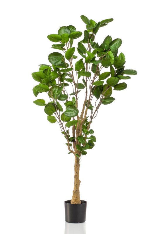 Kunstplant - Polyscias - Aralia - 150 cm - Forestbloom