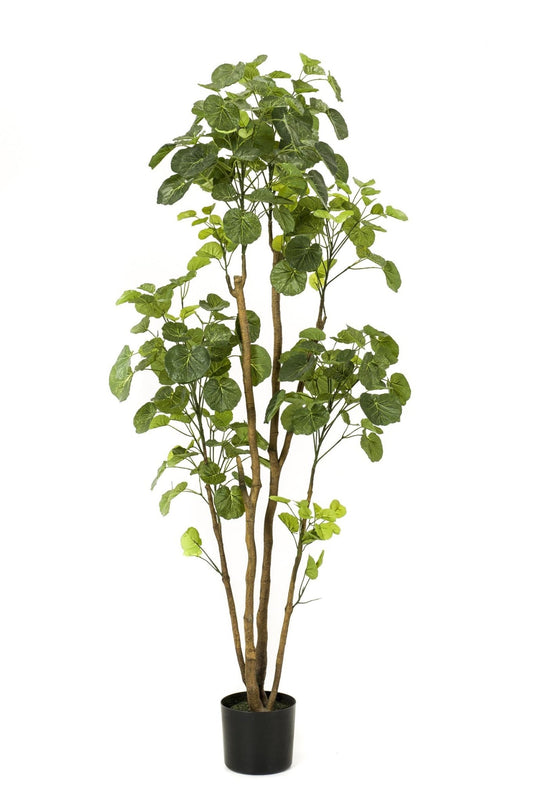 Kunstplant - Polyscias - Aralia - 160 cm - Forestbloom