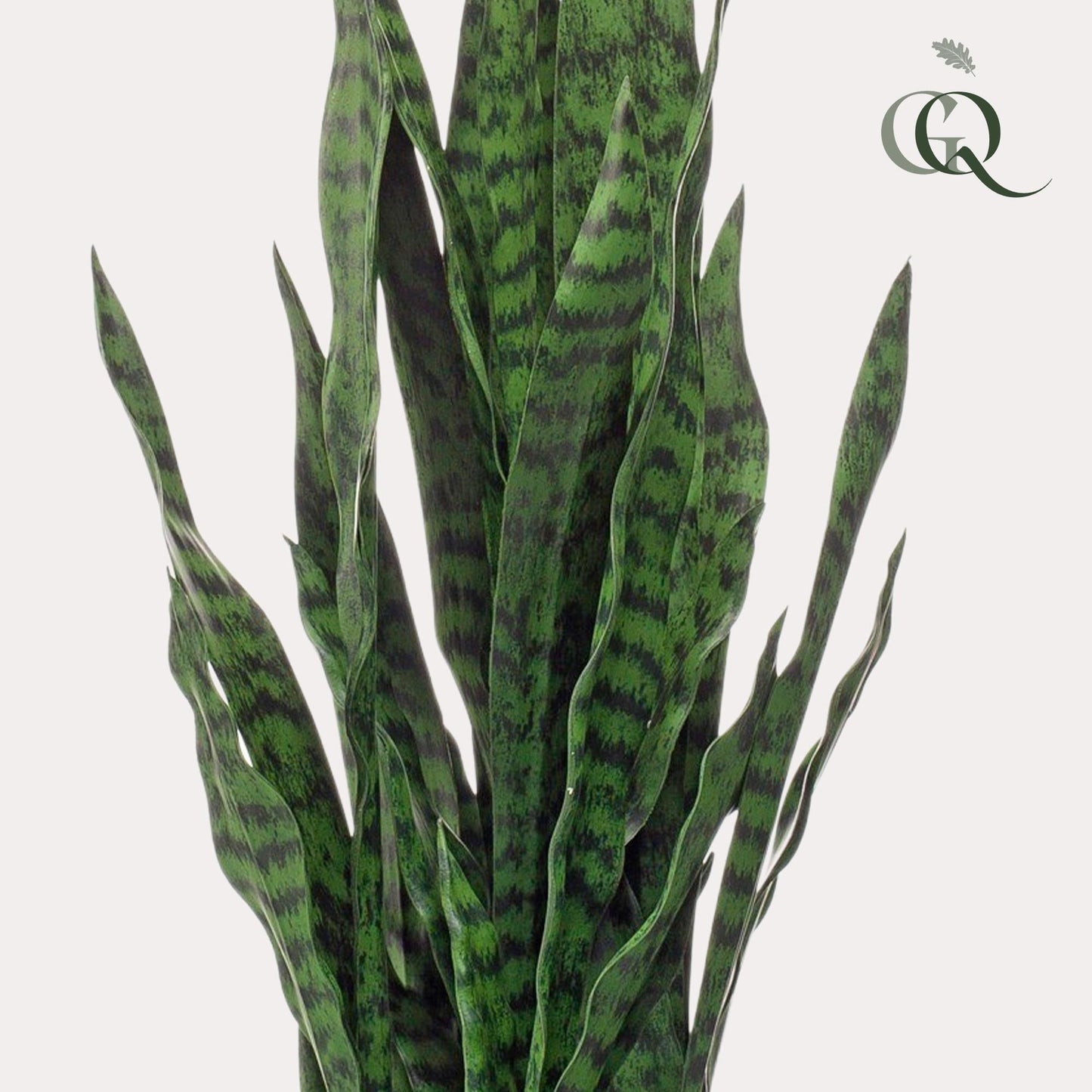 Kunstplant - Sanseveria black coral - Vrouwentong - 97 cm - Forestbloom