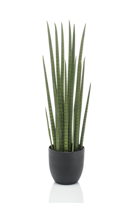 Kunstplant - Sanseveria Cylindrica - Vrouwentong - 70 cm - Forestbloom