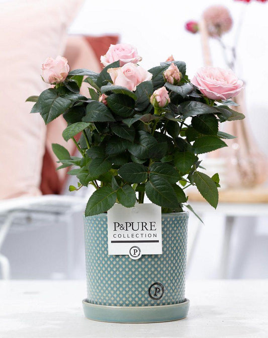 Lichtroze rozen in P&PURE Lauren pot - Forestbloom