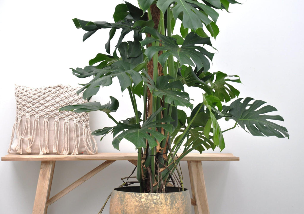 Monstera Deliciosa XXL - 150 cm - Forestbloom