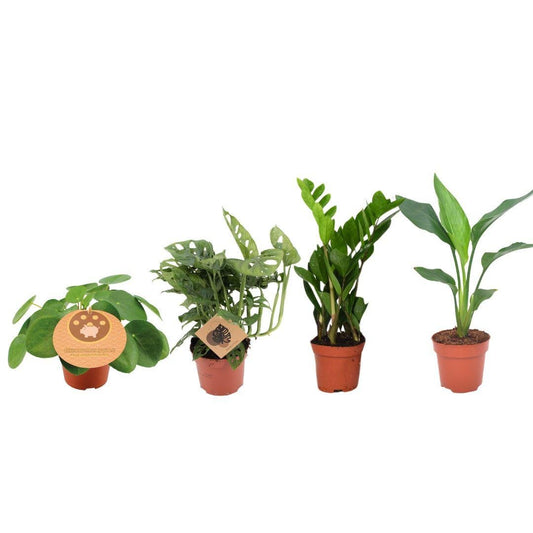 Musthave Plantenbox set van 4 - Forestbloom