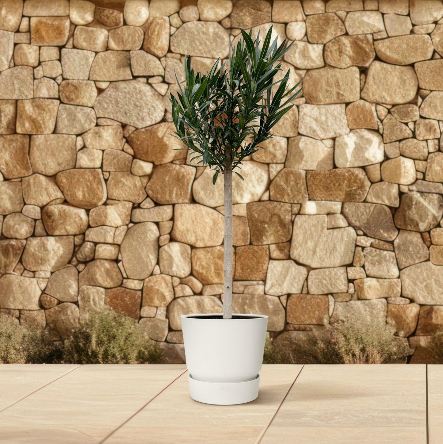 Nerium Oleander op stam met witte bloem - 150 cm - Forestbloom