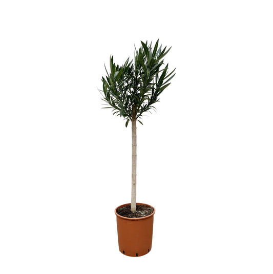 Nerium Oleander op stam met witte bloem - 150 cm - Forestbloom