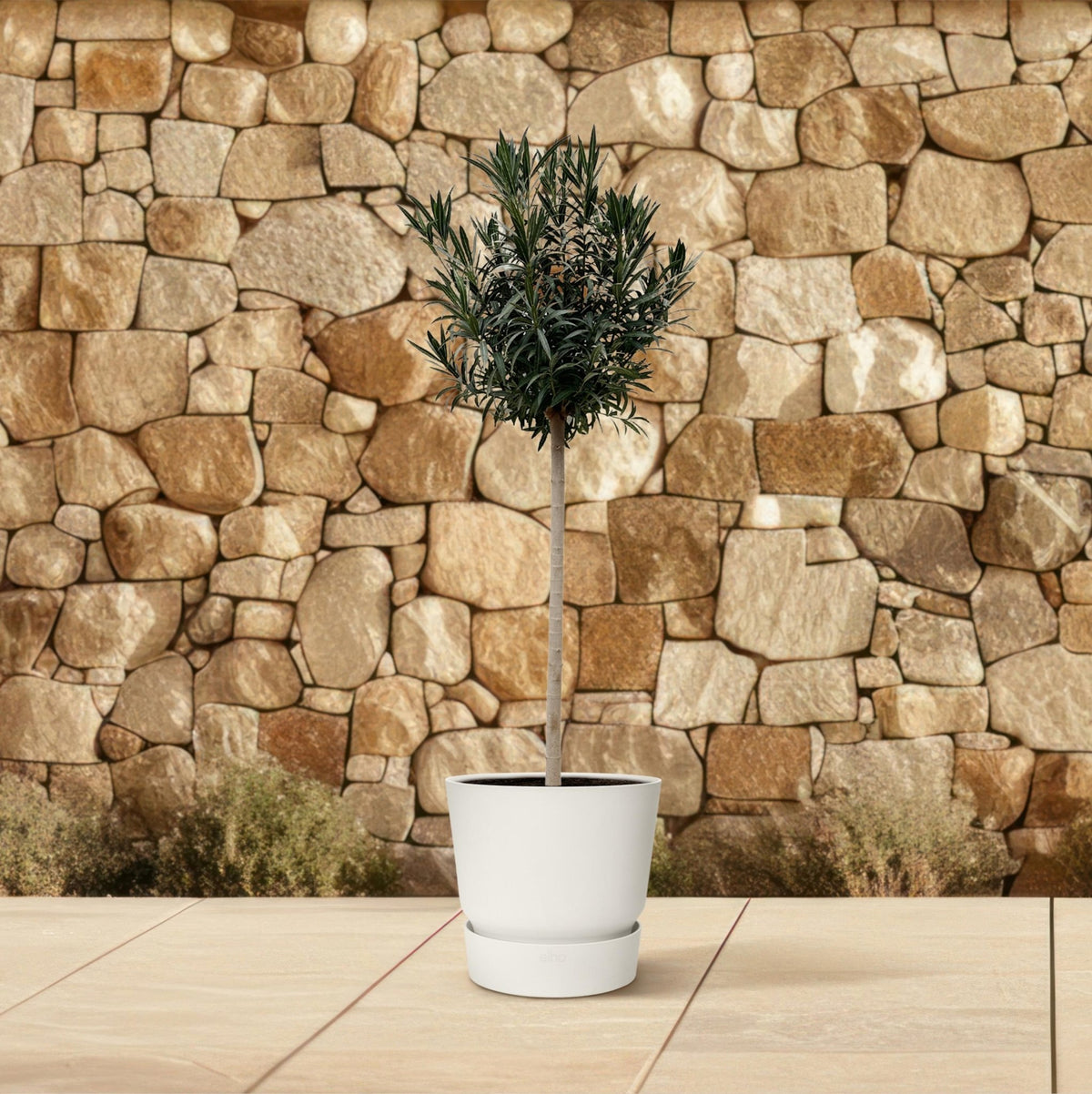 Nerium Oleander op stam met witte bloem - 170 cm - Forestbloom