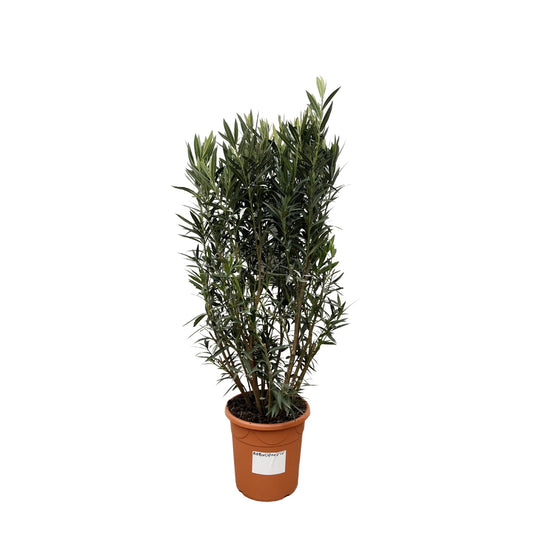 Nerium Oleander struik - 180 cm - Forestbloom
