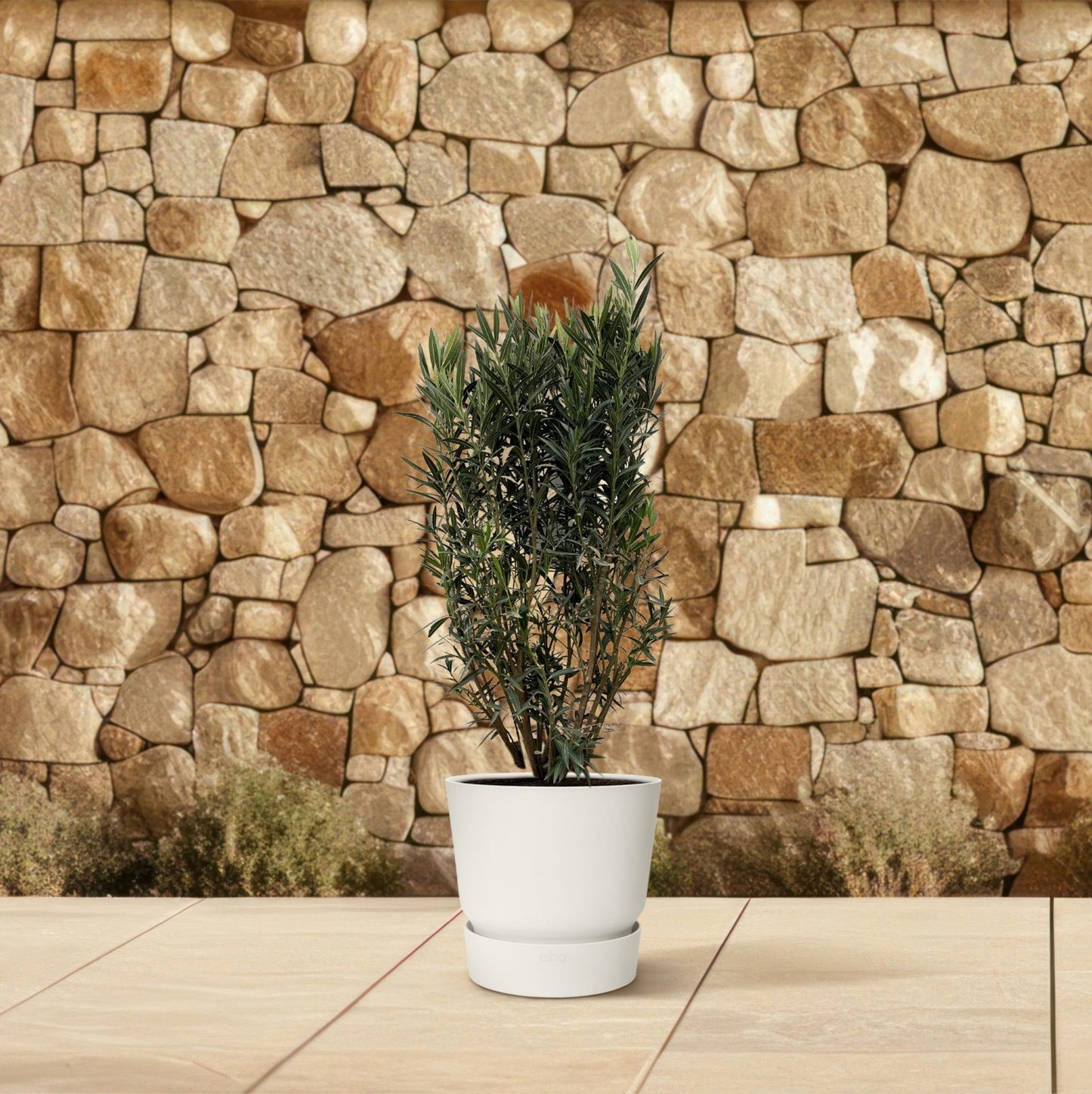 Nerium Oleander struik - 180 cm - Forestbloom