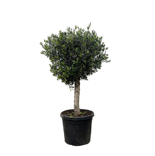 Olea Europaea Lorc - 180 cm - Forestbloom