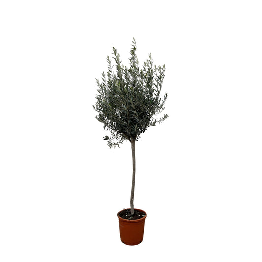Olea Europaea op stam - 160 cm - Forestbloom