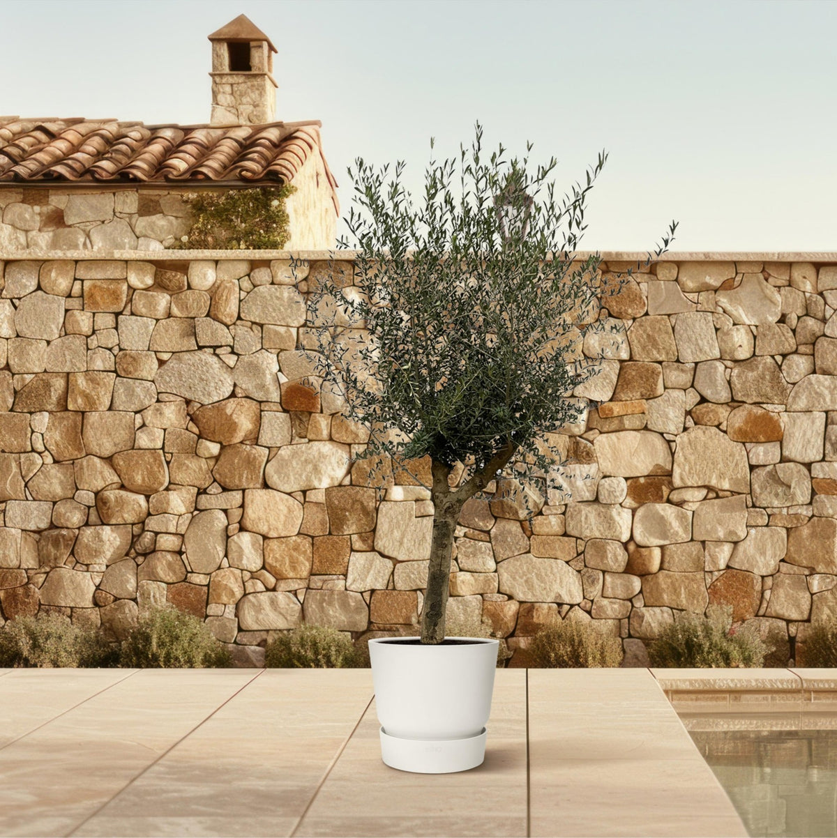 Olea Lorc - 200 cm - Forestbloom
