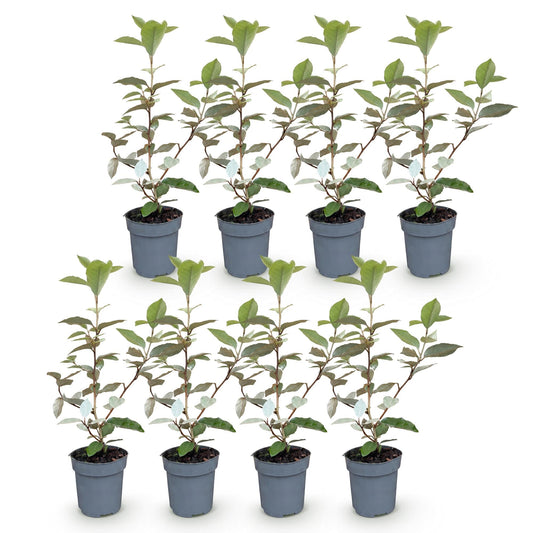 Olijfwilg - 8x Elaegnus ebbingei Compacta - Forestbloom