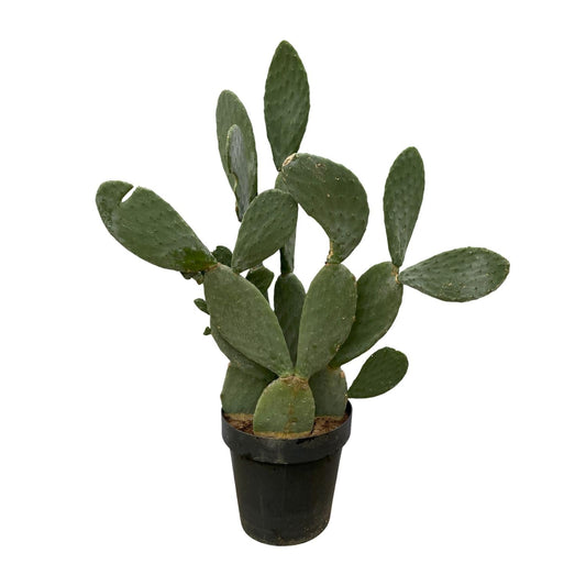 Opuntia Ficus Indica - 120 cm - Forestbloom