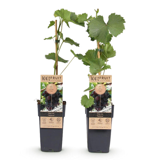 Paarse Druif - Vitis vinifera Vanessa - Pitloos - 2 planten - Forestbloom