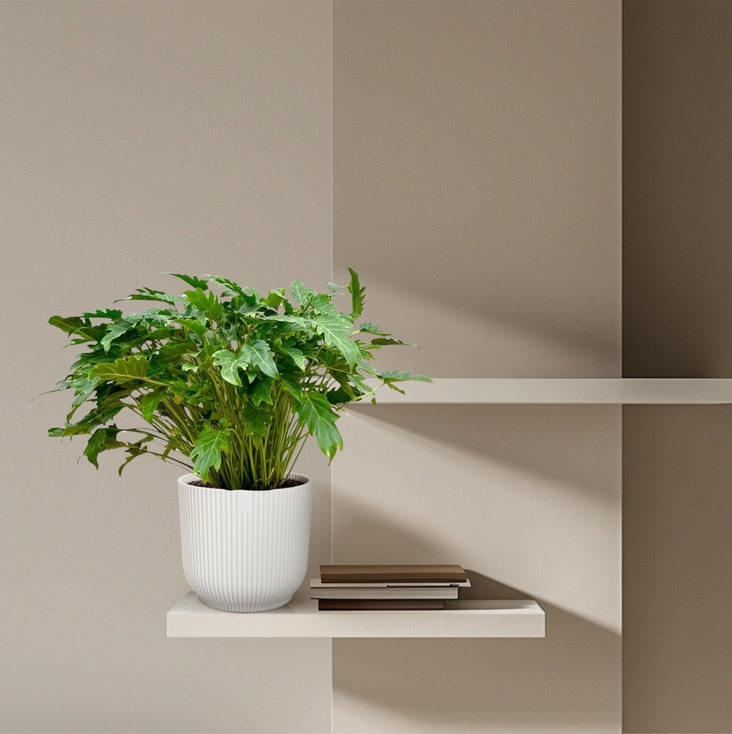Philodendron Xanadu - 80 cm - Forestbloom