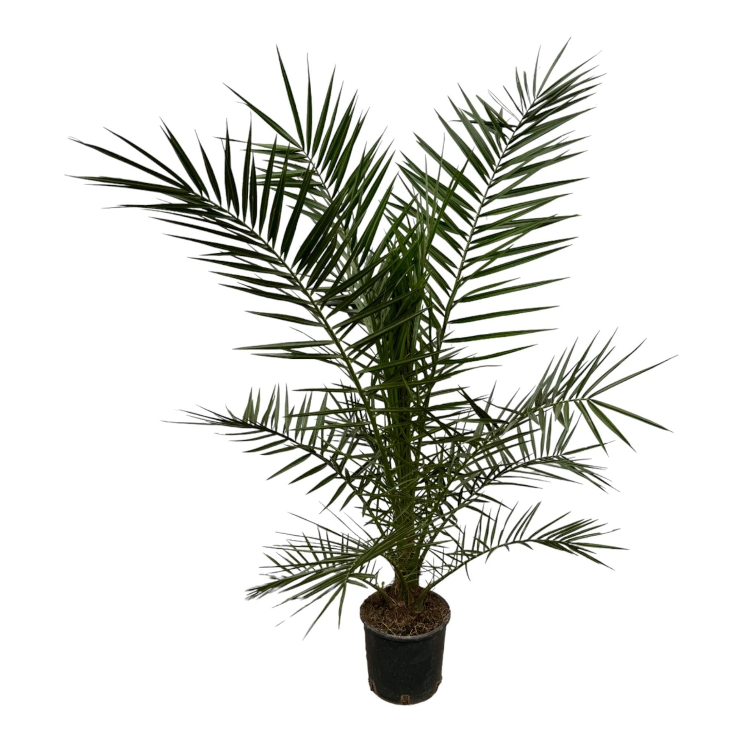 Phoenix Canariensis - 160 cm - Forestbloom