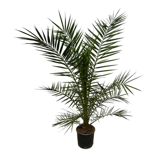 Phoenix Canariensis - 160 cm - Forestbloom