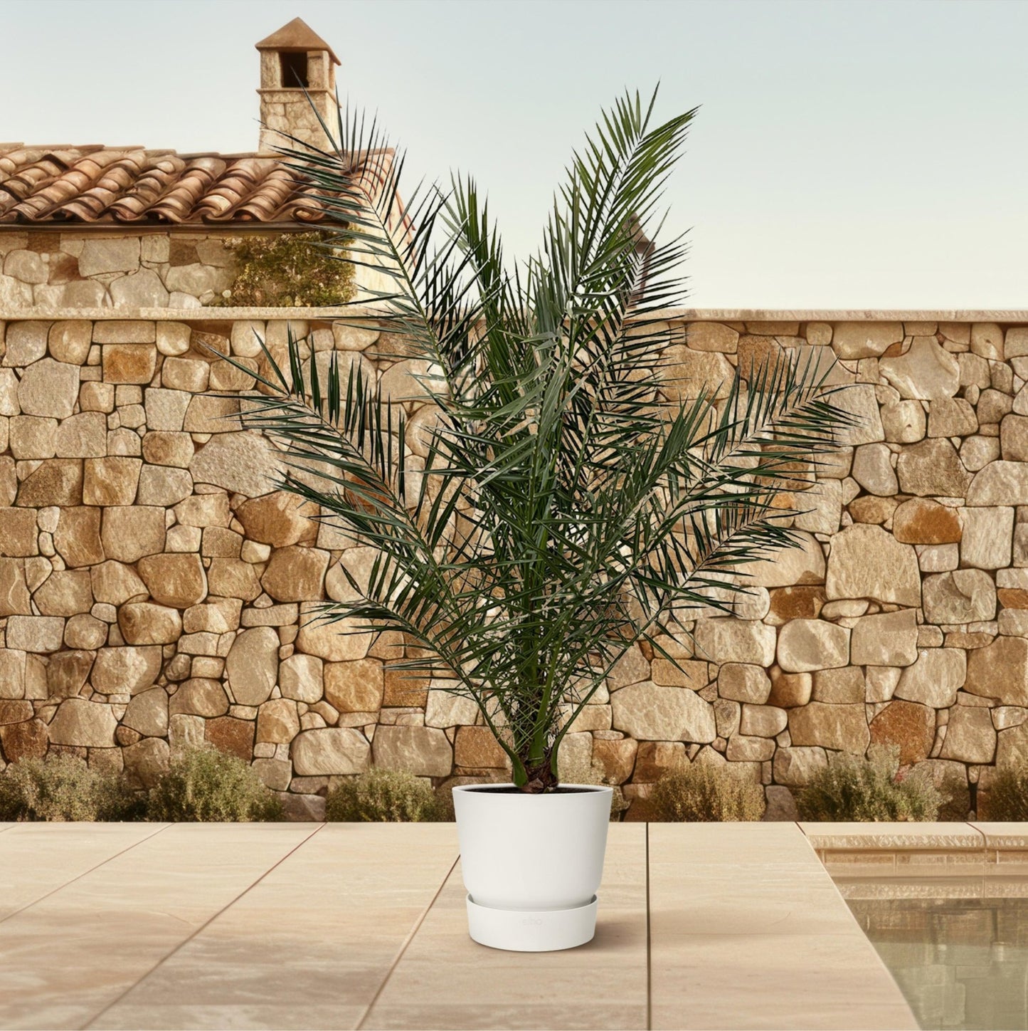 Phoenix Canariensis - 180 cm - Forestbloom