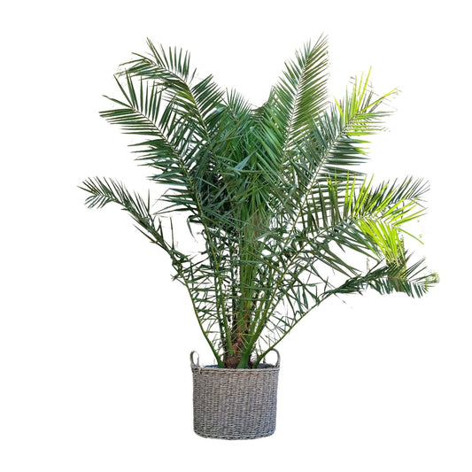Phoenix Canariensis - 300 cm - Forestbloom