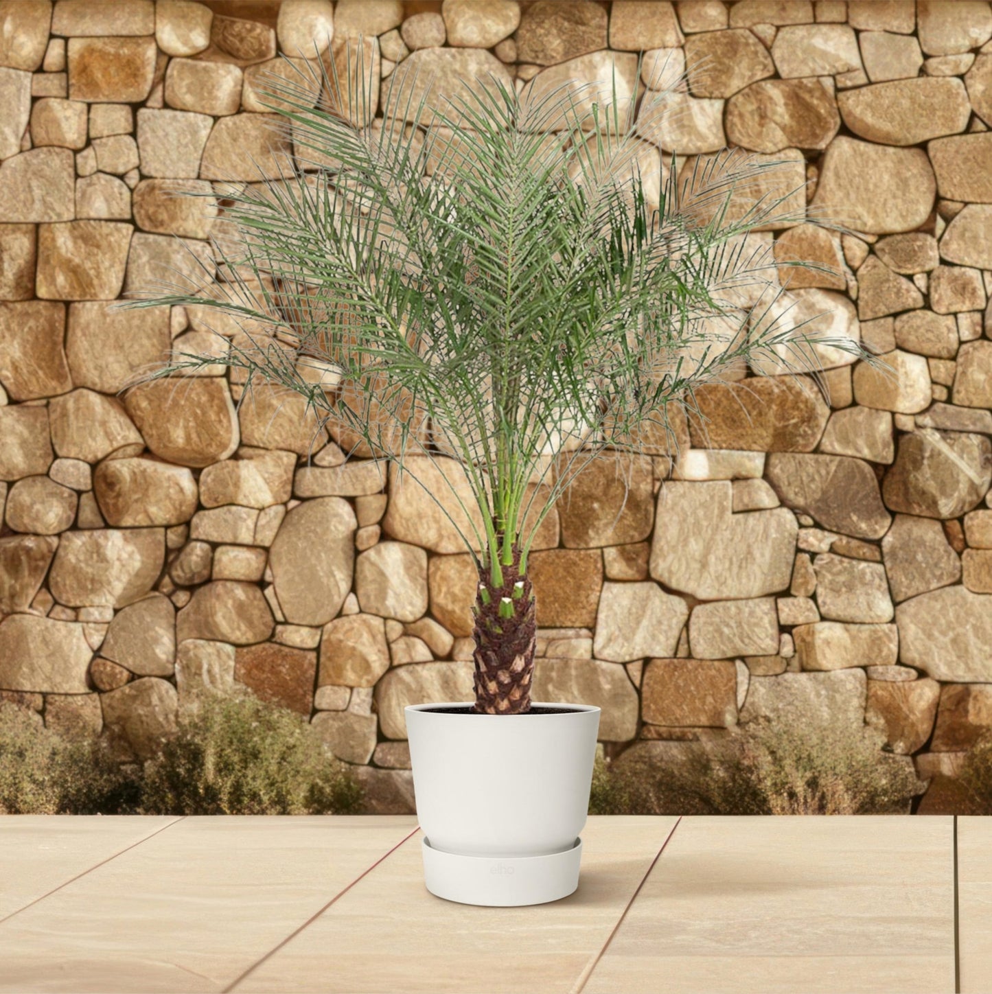 Phoenix Roebelenii - 160 cm - Forestbloom