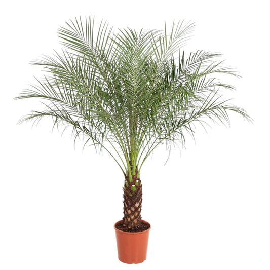 Phoenix Roebelenii - 160 cm - Forestbloom
