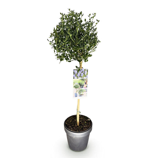 Plant op Stam - Ceanothus impressus Victoria - Terras Plant - Winterhard - Forestbloom