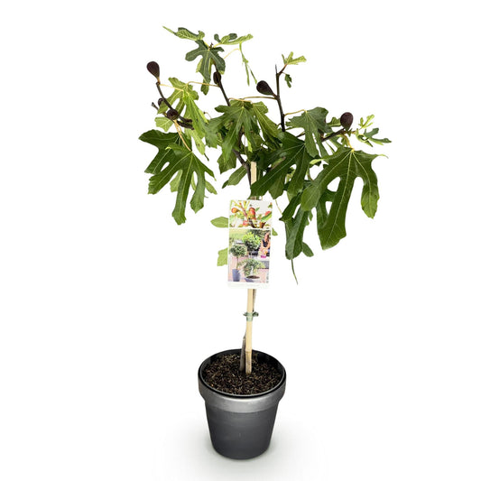 Plant op Stam - Ficus carica Little Miss Figgy - Terras Plant - Winterhard - Forestbloom