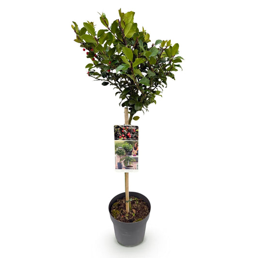 Plant op Stam - Ilex meserveae Blue Maid - Terras Plant - Winterhard - Forestbloom