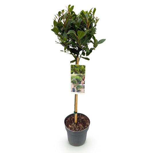 Plant op Stam - Laurus nobilis - Terras Plant - Winterhard - Forestbloom
